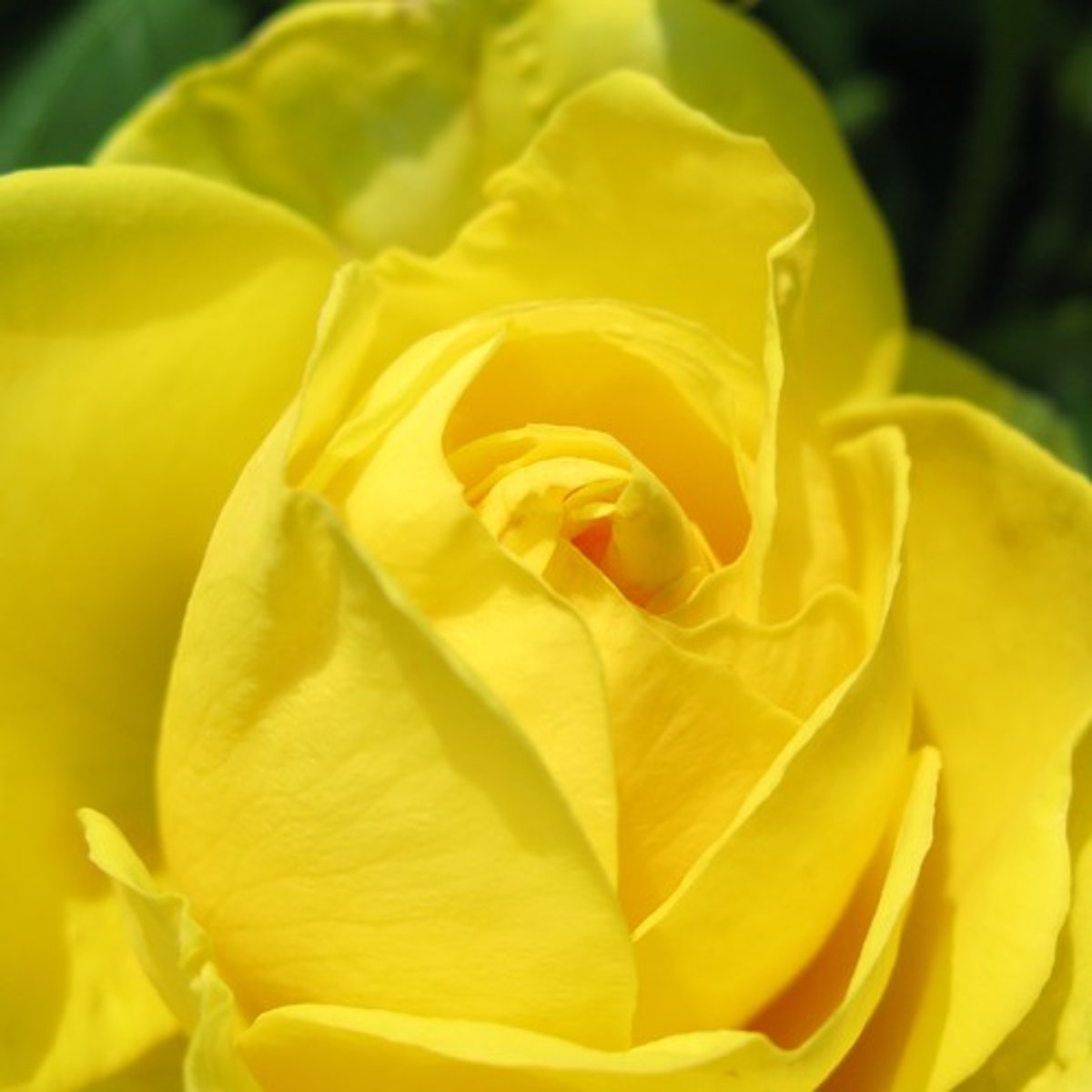 <p>yellow</p>