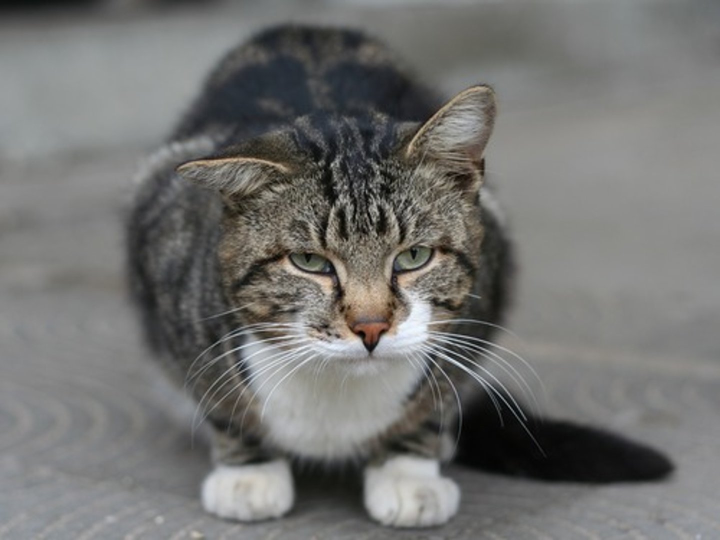 <p>Cat</p>