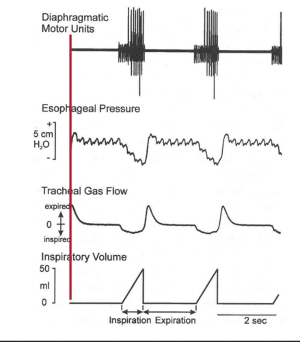 <p>Number of motor units activated for muscle contraction.</p>