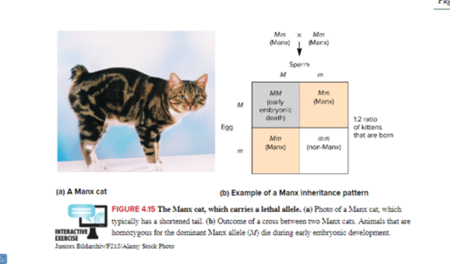<p>essential and nonessential</p><p>conditional lethal alleles (some conditional lethal alleles cause an organism to die only in a particular temp range): an allele that is lethal only under certain environmental conditions</p><p>temperature sensitive lethal alleles (optimal temp needed): an allele that is lethal only in a certain environmental temperature range</p><p>semilethal alleles: lethal alleles that kill some individuals but not all</p>