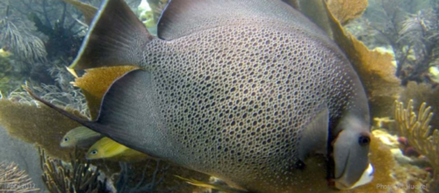 <p>Gray Angelfish</p>