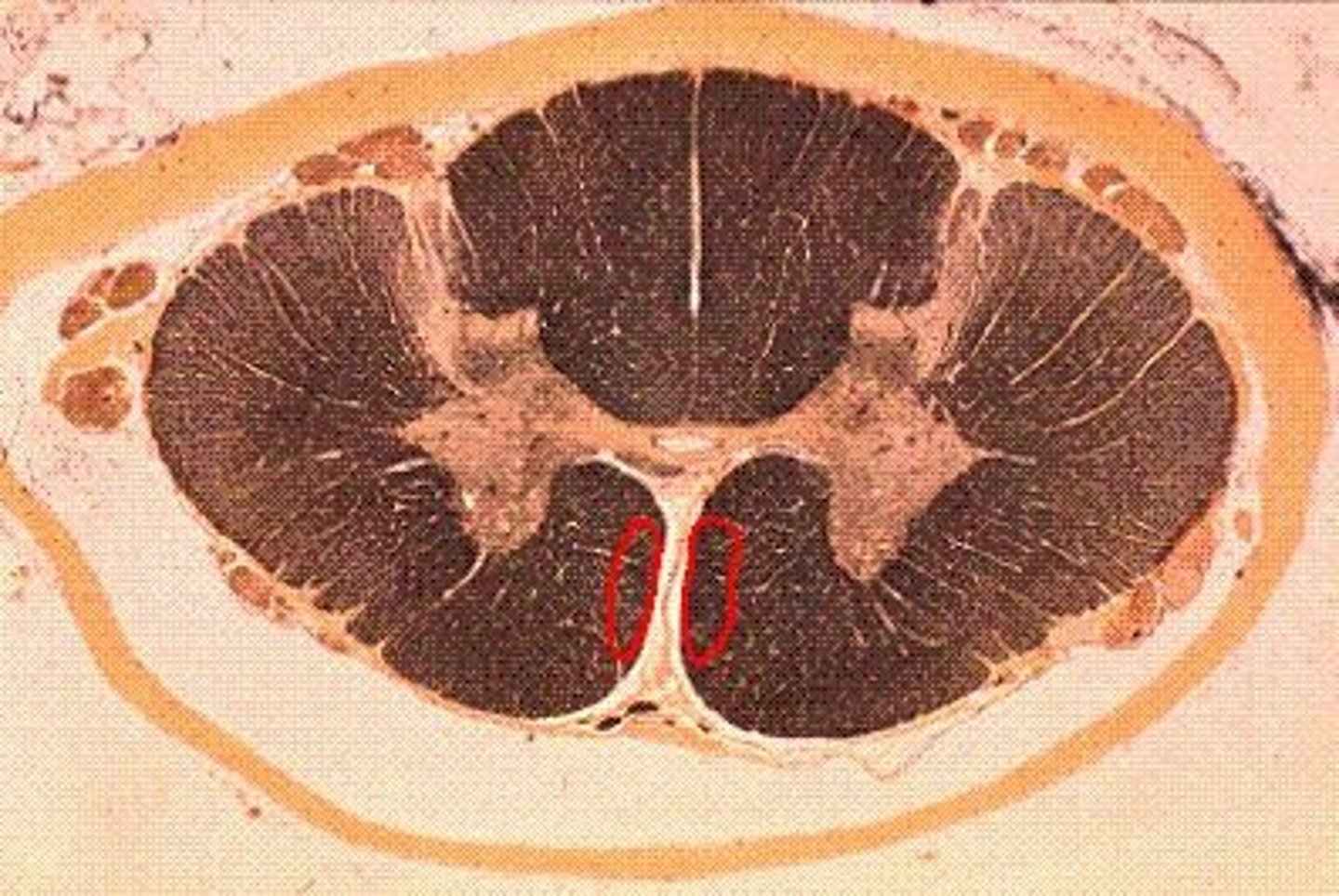 <p>connections between brain and spine</p>