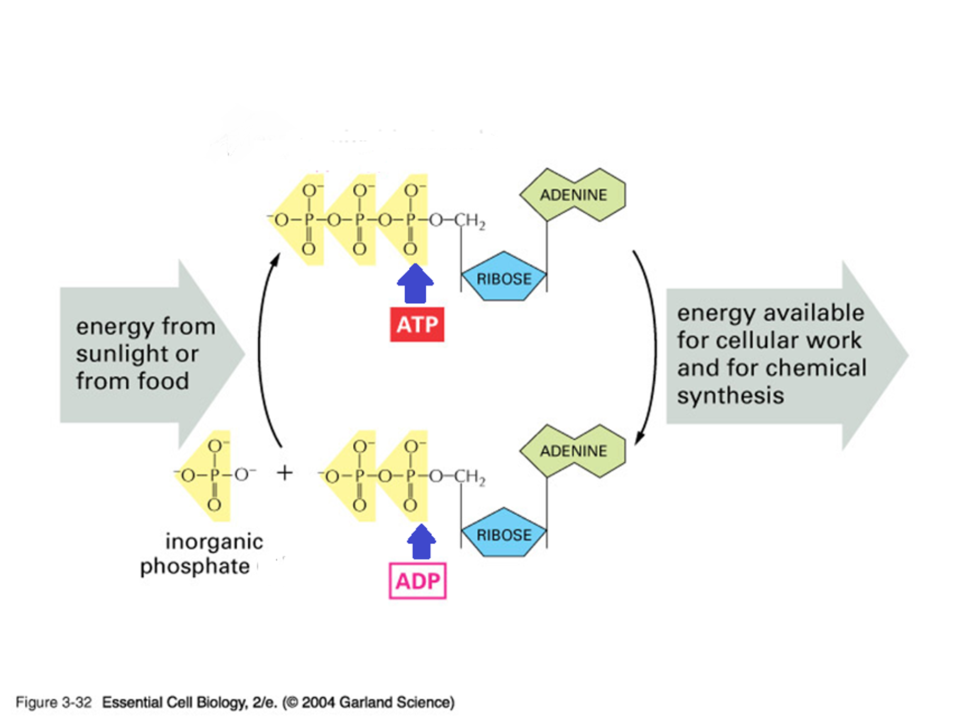 <ul><li><p>an <strong>ATP molecule releases energy when</strong> a <strong>phosphate bond is broken</strong></p></li><li><p><strong>it then becomes ADP</strong> (adenosine diphosphate) <strong>+ “free” phosphate</strong></p></li><li><p>this can be “recharged” to form ATP, and then used again</p></li></ul>