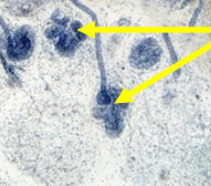 <p>Glands that produce sweat to regulate body temperature and eliminate waste. </p>