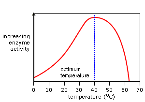 <p>Temperature at which enzyme works the best</p>