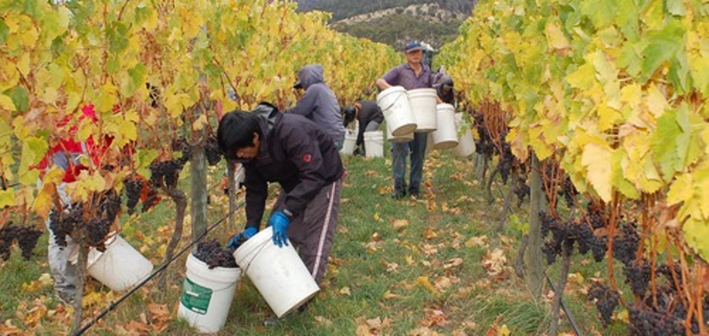 <p>harvest</p>