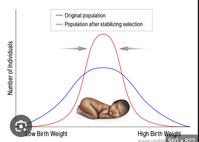<p>Favors intermediate traits near the middle of the range </p><ul><li><p>Genetic variation is reduced</p></li></ul><p>Ex) medium-weight human babies during birth</p>