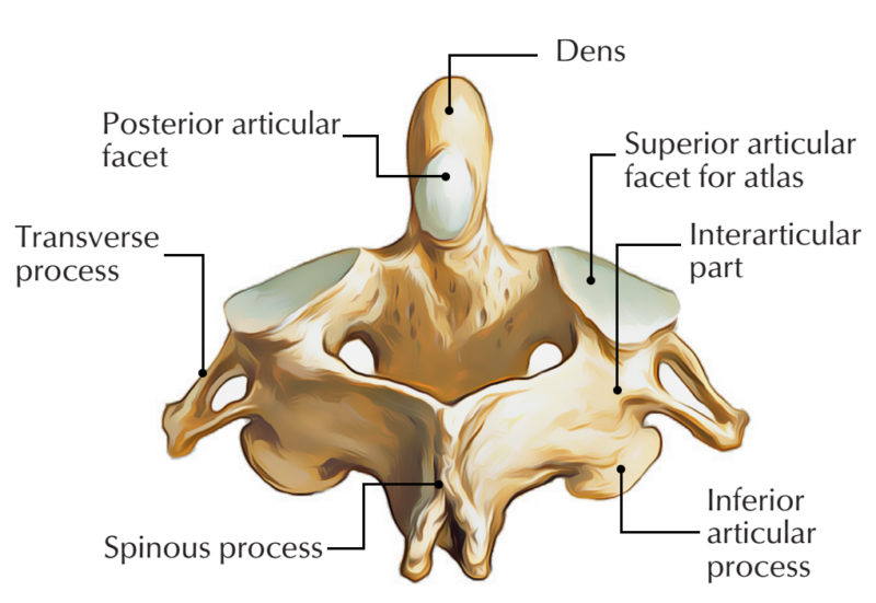 <p>Flat surface</p><p>ex:  Articular facets of vertebrae</p>