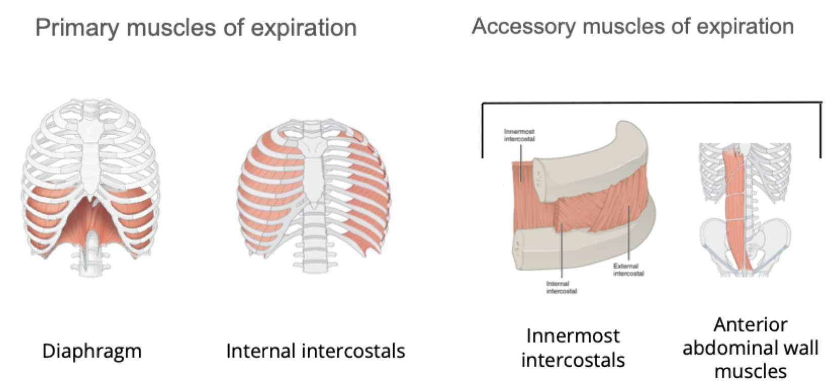 <p><strong>Primary muscles of expiration</strong>: Diaphragm, Internal intercostals Innermost intercostals</p><p><strong>Accessory muscles of expiration</strong>: Innermost intercostals, Anterior abdominal wall muscles</p>