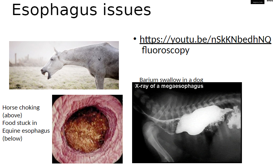 <p><strong>Megesophagus and Obstructions</strong>:<br> Fluoroscopy and barium swallow can be used to visualize esophagus function<br> Horse choking – food stuck in equine esophagus, can block passage to stomach<br> Barium swallow in a dog – highlights movement of food and identifies abnormalities like megaesophagus</p>