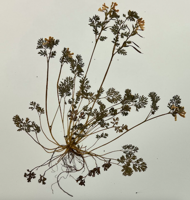 <p>Family + Genus</p>