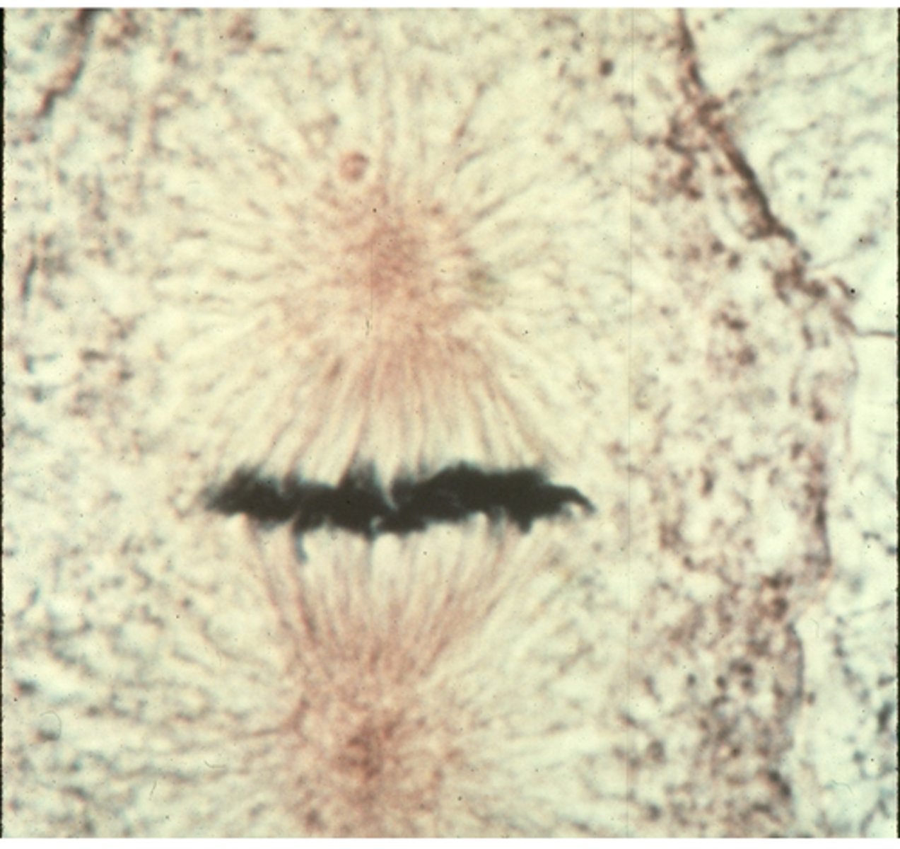<p>This shows ________ in whitefish blastula.</p>