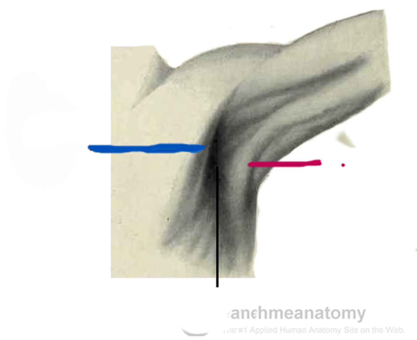 <p>identify the pink line</p>
