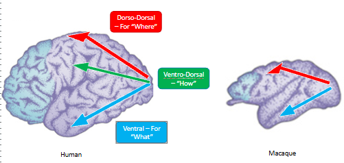 <p>monkeys do not possess the ventro-dorsal stream, so do not have the ability to understand how one object impacts another like humans do</p><ul><li><p>suggests human brain areas = necessary in uniquely + expertly interacting with our environment, in a way that separates us from other animals</p></li></ul><p></p>