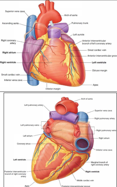 <ul><li><p>formed by two atria</p></li><li><p>openings of four pulmonary veins and superior &amp; inferior vena cava</p></li></ul><p></p>