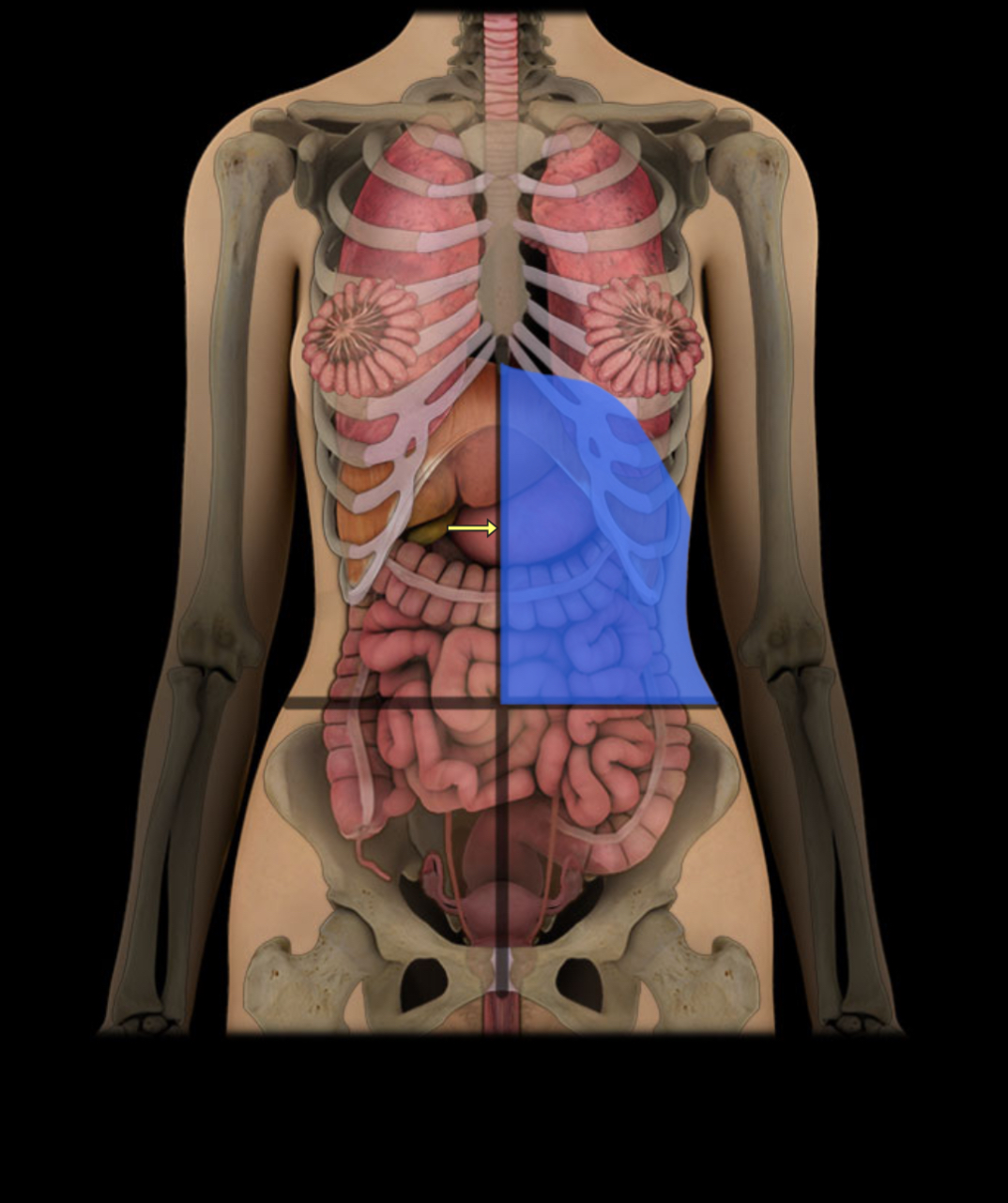 <p><span style="color: red;"><strong>Upper left abdomen;</strong></span> <strong>contains stomach, spleen.</strong></p>