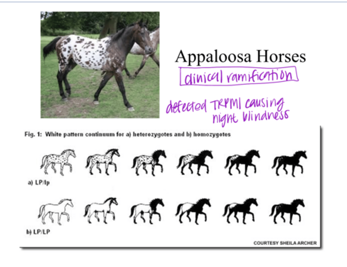 <p>In about 50% of patients with autosomal recessive congenital stationary night blindness, what mutation is present?</p>