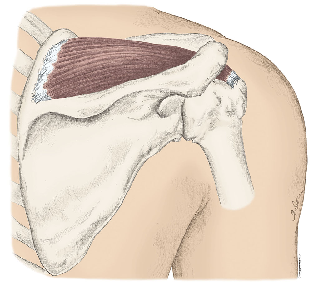<p>Supraspinatus </p>
