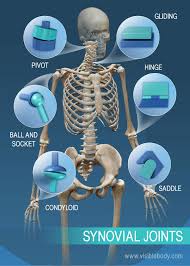 <p>moveable joints </p>