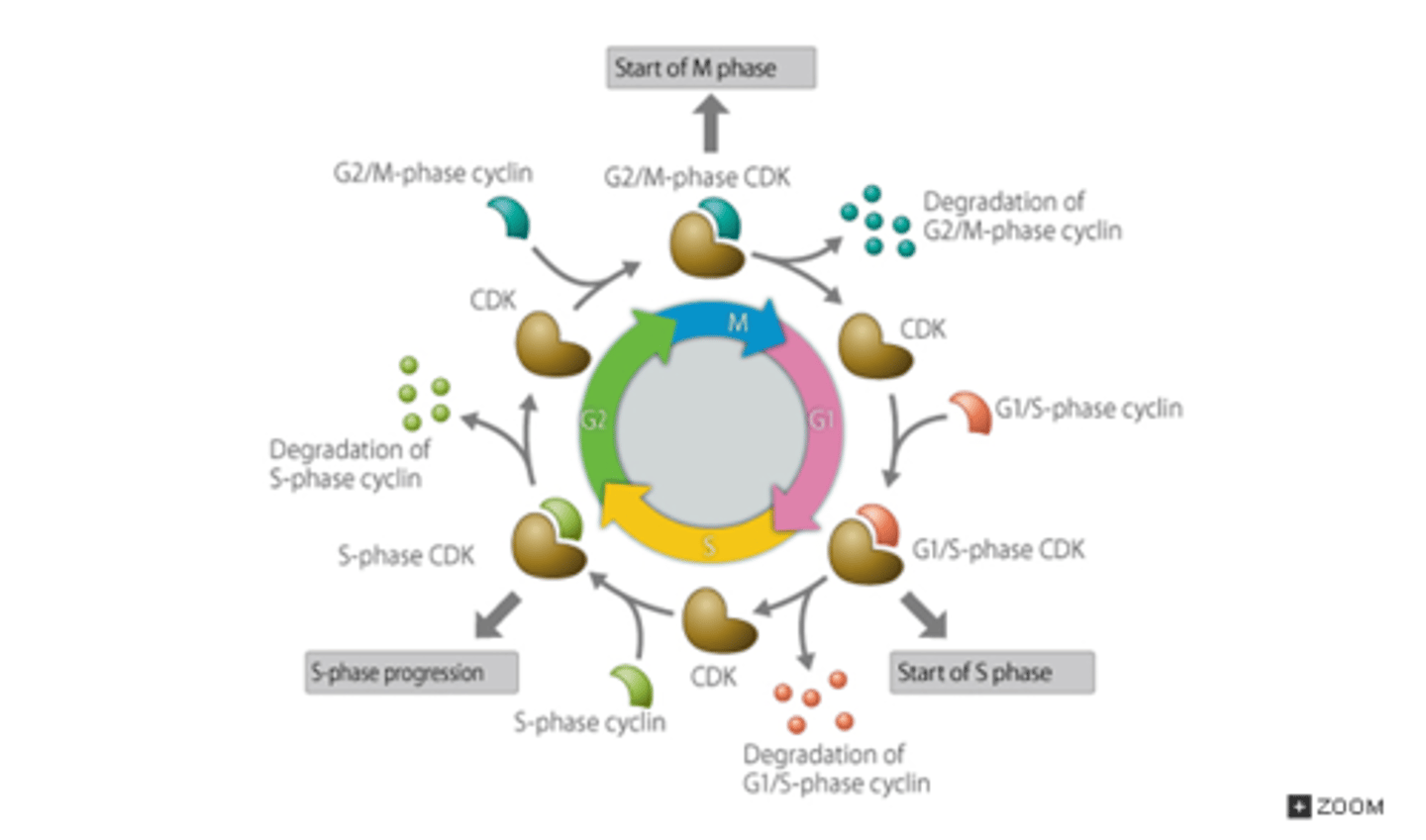<p>Accumulation of cyclin regulates activity of Cdk. cyclin-Cdk complex enzymatic activity rises and falls during the course of cell cycle, concentration of Cdk component does not. M-cdk S-cdk start S-cdk end</p>