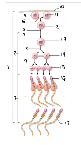 <p>17</p>