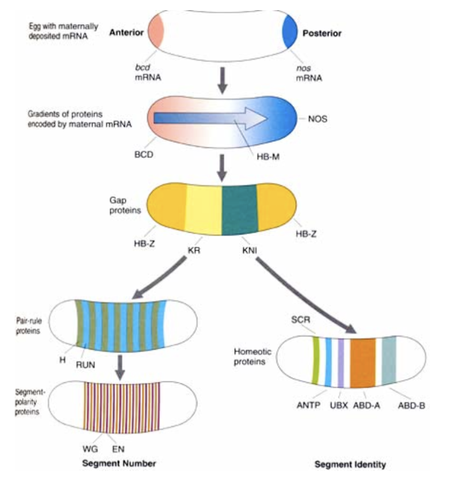 <p>cell development; the mother loads regulatory factors asymmetrically into the egg</p>