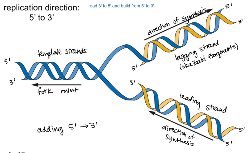 <p>semi-conservative, with strands being read from 3’ to 5’ and built from 5’ to 3’</p>