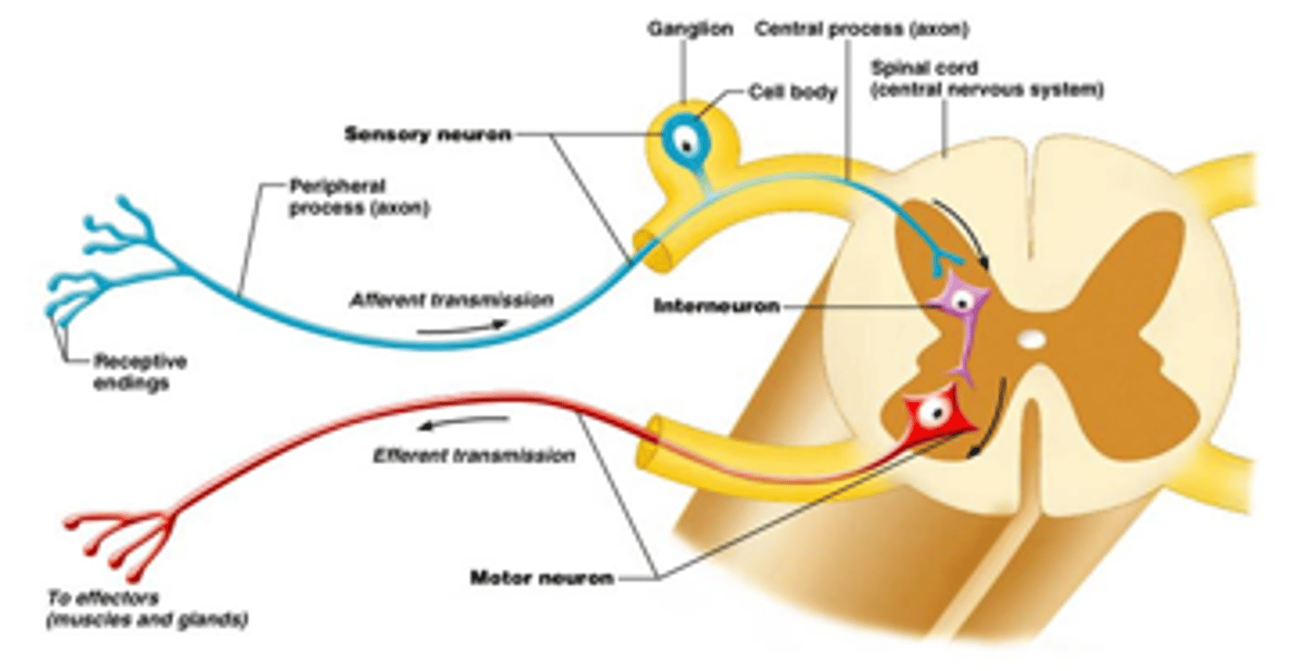 <p>surpass that long process of waiting for signals to be sent to cortex first then back down to muscle fibers in order to active<br>- *<strong>withdrawal reflex!</strong>*<br>- pain is sensed, instead of going up to cortex an interneuron quickly synapses sensory neurons to motor neurons --&gt; muscle contraction<br>- reflexes are acted out while info is sent to the brain</p><p>input pain, output muscle contraction</p>