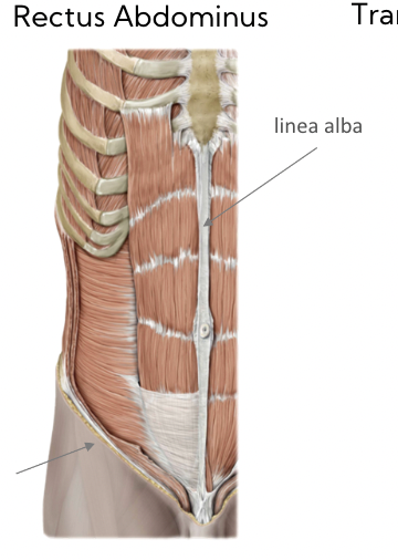 runs right down centre of abdomen 

* Zyphoid process → pubic symphysis 
* “6 pack line” 