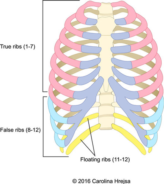 <p>connect directly to the sternum through their own costal cartilage </p>