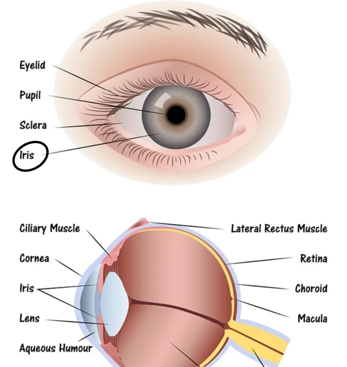 <p>the coloured part of the eye; contains muscles that control the amount of light entering the eye</p>
