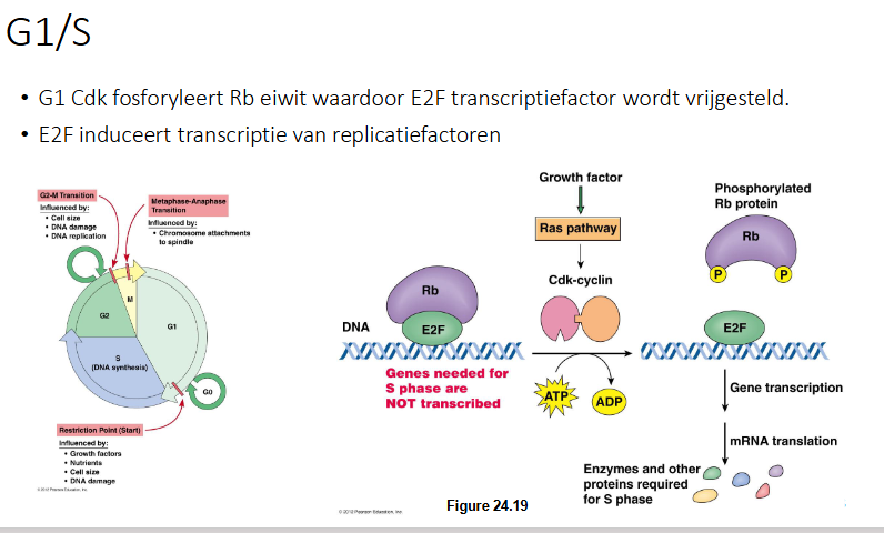 <p>Door G1 cycline zal G1 CDK actief worden.</p><p>G1 CDK fosforyleert Rb eiwit (retinoblastoma) waardoor E2F regulerende transcriptiefactor wordt vrijgesteld.</p><p>E2F induceert transcriptie van replicatiefactoren.</p><ul><li><p>Als E2F en retinoblastoma gebonden zijn, is het niet actief en is er geen transcriptie van de genen. </p></li><li><p>Een goeifactor activert de Ras pathway → CDK cycline complex.</p></li><li><p>CDK-cycline complex fosforleert retinoblastoma, waardoor het zal dissociëren van de E2F factor.</p></li><li><p>E2F komt vrij en zal transcriptie induceren.</p></li><li><p>Meerder eiwitcoderende genen worden afgeschreven die nodig zijn voor S-fase.</p></li></ul><p></p>