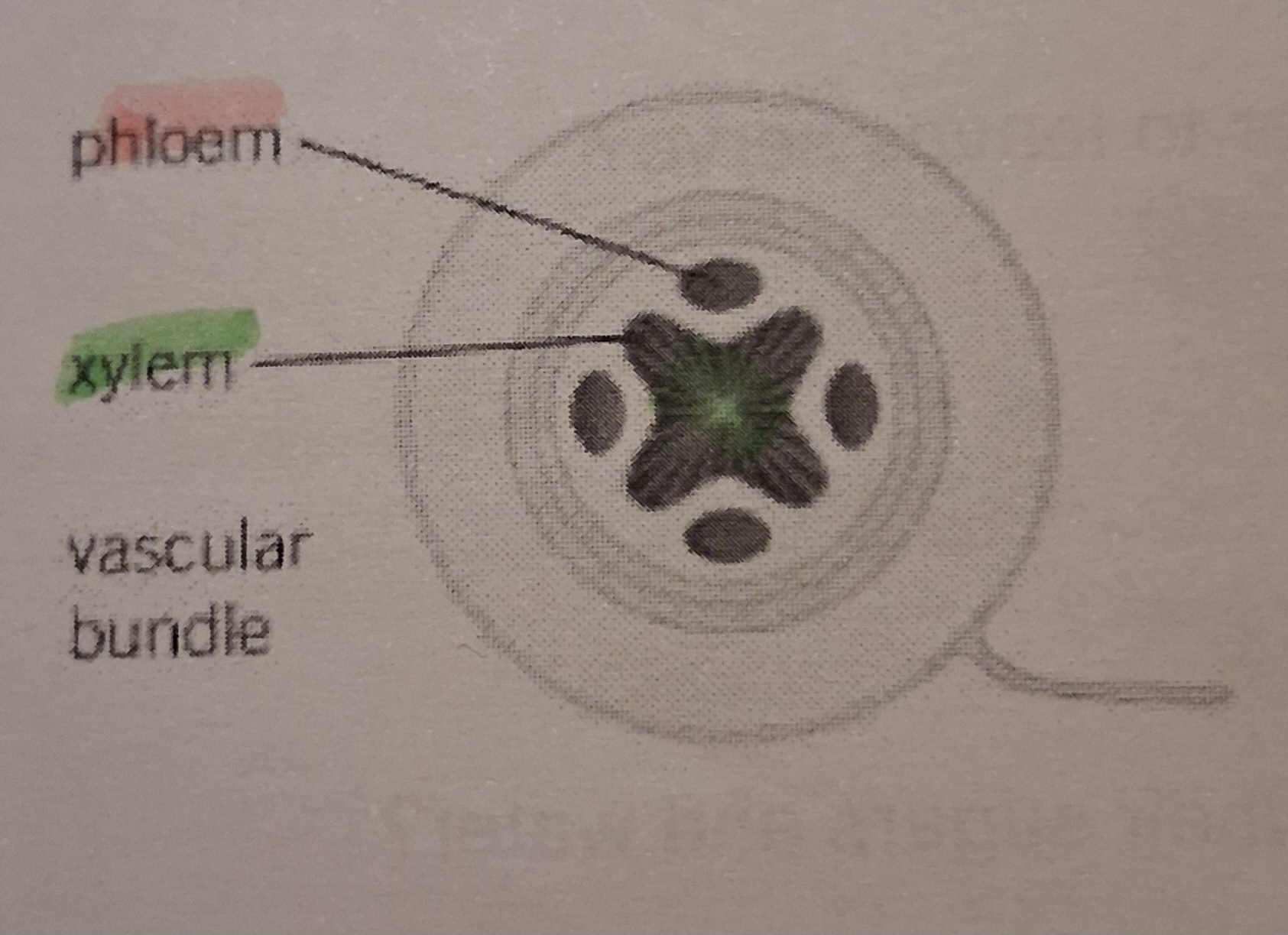 <p>-Xylem: cross shape in the centre of the root</p><p class="has-focus">-Phloem: between the arms of the xylem</p>