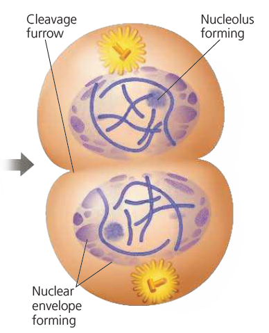 <p>Telophase</p>
