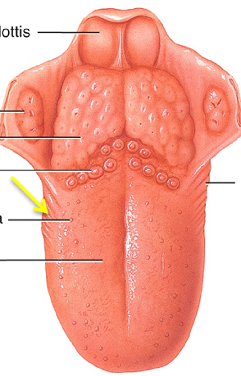 <p>on side walls of tongue; contain taste buds</p>