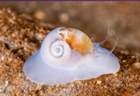 <p>Phylum Mollusca: Gastropoda Overview</p>