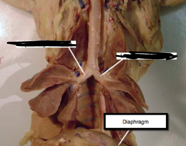 <p><span>Conducts air into the lungs</span></p>