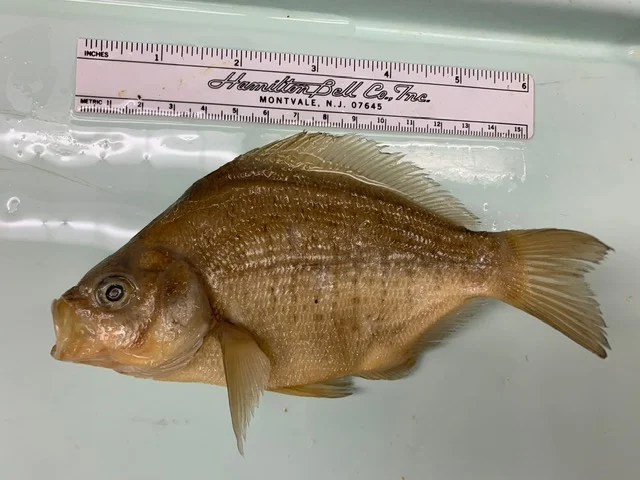 <p>What fish is this?</p>