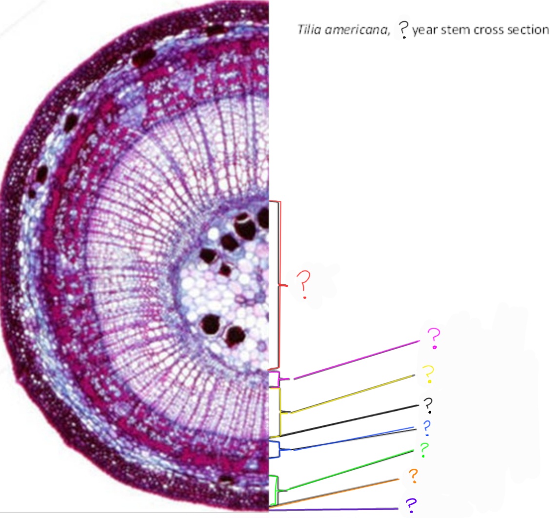 <p>What is labeled by the purple arrow?</p>