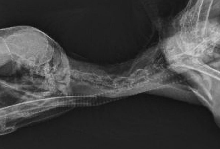 <p>In which birds especially can mucosal trauma and stenosis formation occur if the ET tube is pushed too far into the trachea? This is due to tracheal narrowing deeper along the trachea.</p>