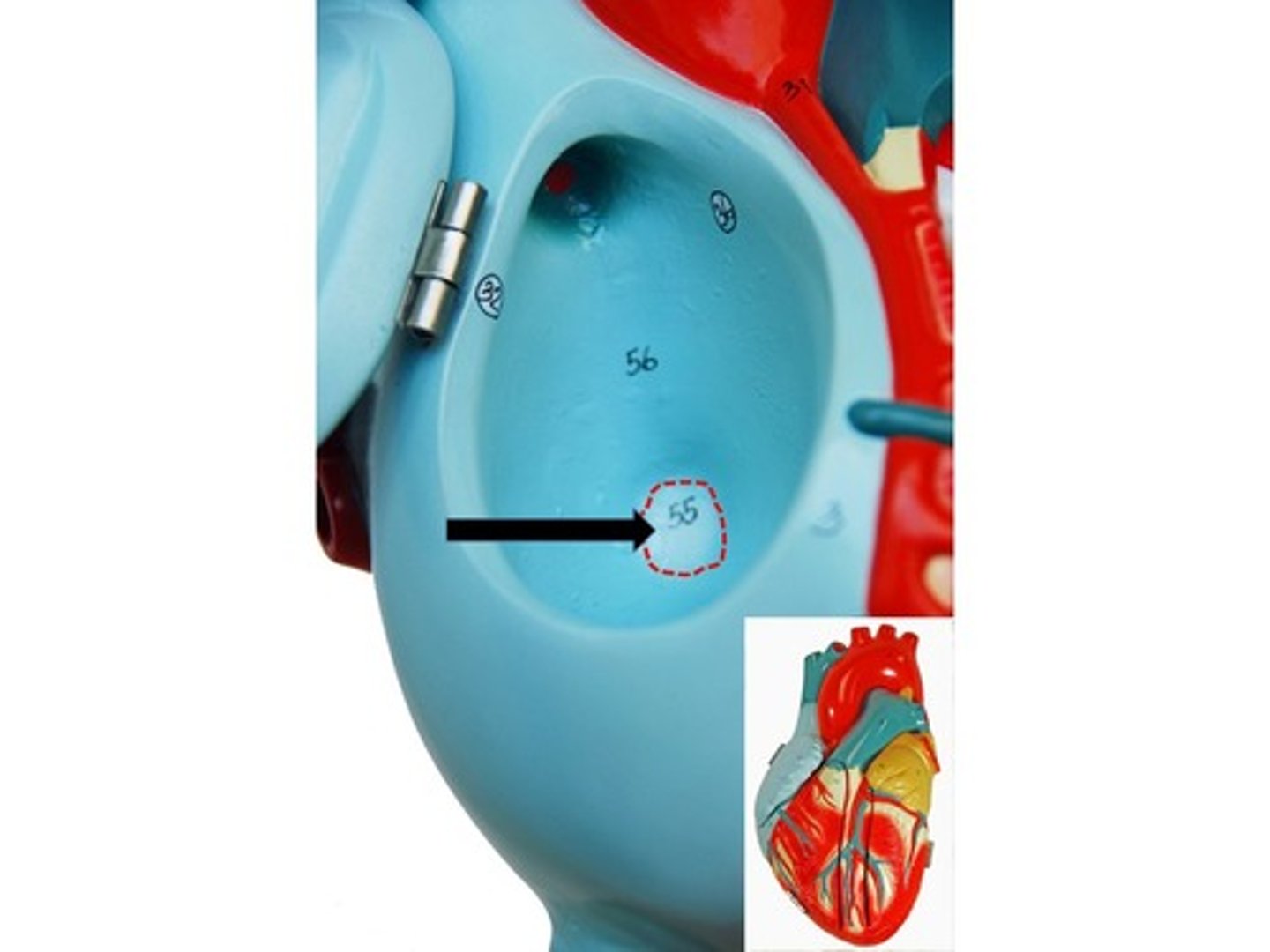 knowt flashcard image