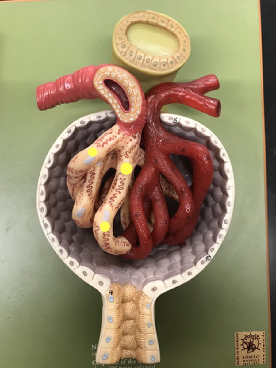 <p>All the blue dots</p>