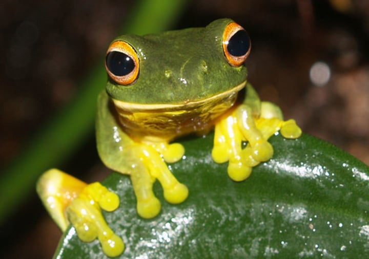 <p>frog</p>