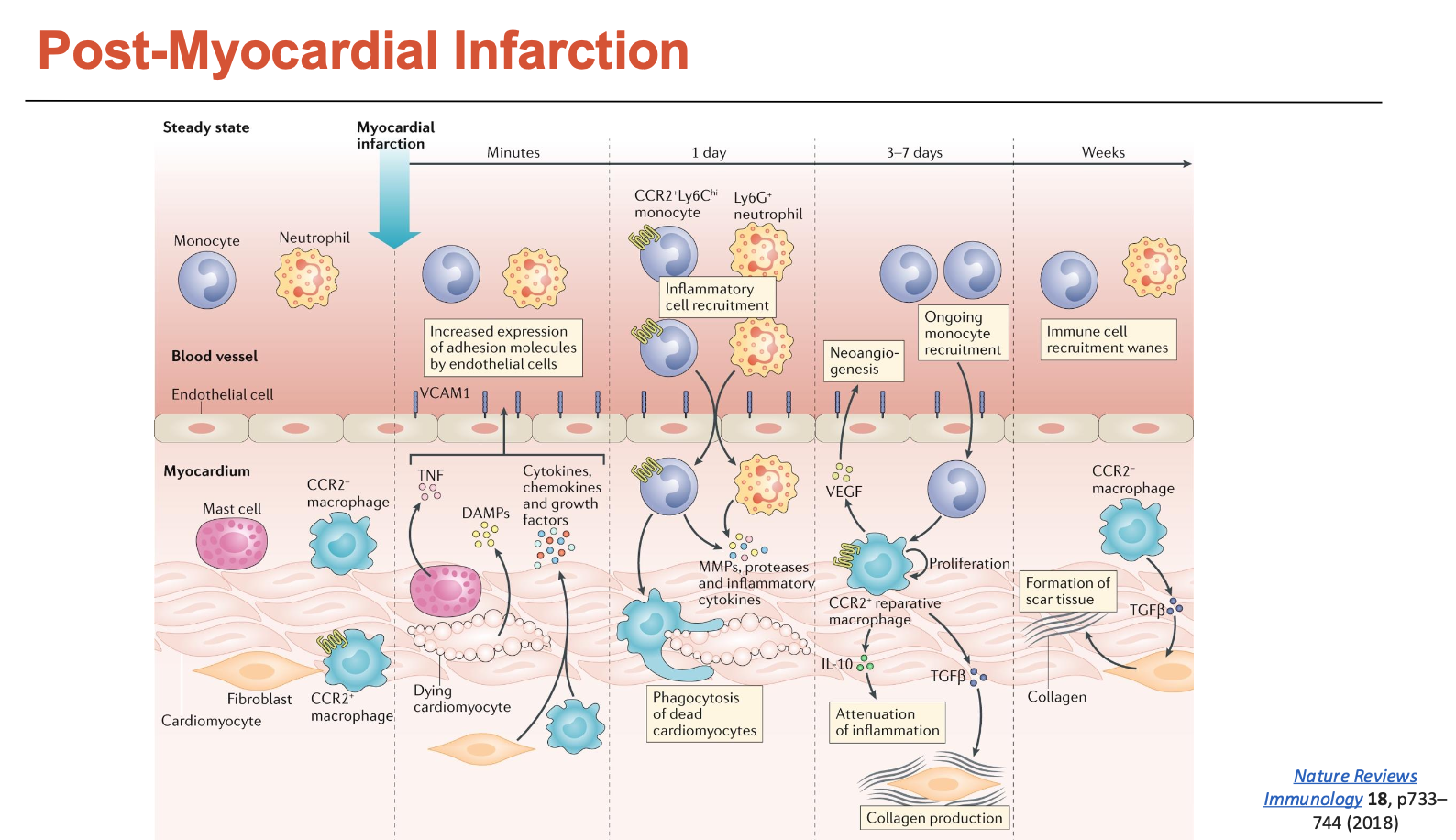 <p>Within <strong>minutes</strong> after MI, cardiomyocytes start dying and undergo coagulative necrosis</p><ul><li><p>starts releasing DAMPs (danger-associated molecular patterns)</p></li><li><p>fibroblasts and macrophages also start releasing cytokines into the bloodstream → recruits other immune cells</p></li></ul><p>Within <strong>a day</strong>, there is a massive influx of pro-inflammatory monocytes and neutrophils → some of the monocytes can differentiate into M1 (pro-inflammatory) macrophages</p><ul><li><p>both will release a lot of MMPs → degrades ECM</p></li><li><p>macrophages will also phagocytose dead CMs</p></li></ul><p>Within <strong>a few days</strong>, a lot of monocytes are being recruited and fibroblasts (responsible for collagen) increase in numbers</p><ul><li><p>fibroblasts undergo a lot of proliferation</p><ul><li><p>some even differentiate into myofibroblasts → produce even more collagen</p></li></ul></li><li><p>monocytes are differentiating into M2 macrophages → more repair (building scar)</p></li></ul><p>Within <strong>weeks</strong>, a lot of scar tissue is formed, while CMs do not proliferate</p><ul><li><p>CMs are replaced with scar tissue</p></li></ul><p></p>