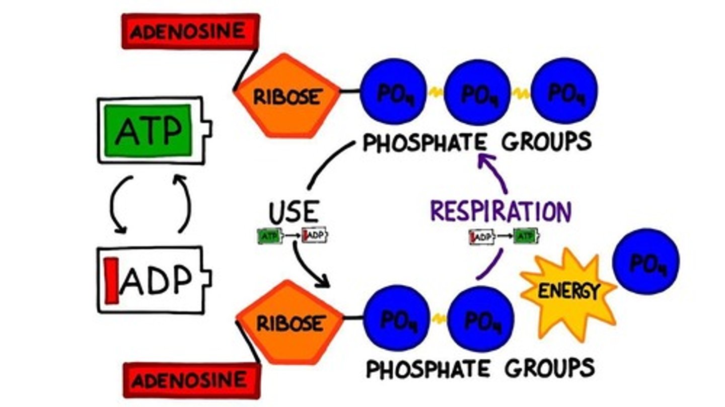 <p>ATP synthase produces ATP from ADP and inorganic phosphate during the light reactions</p>