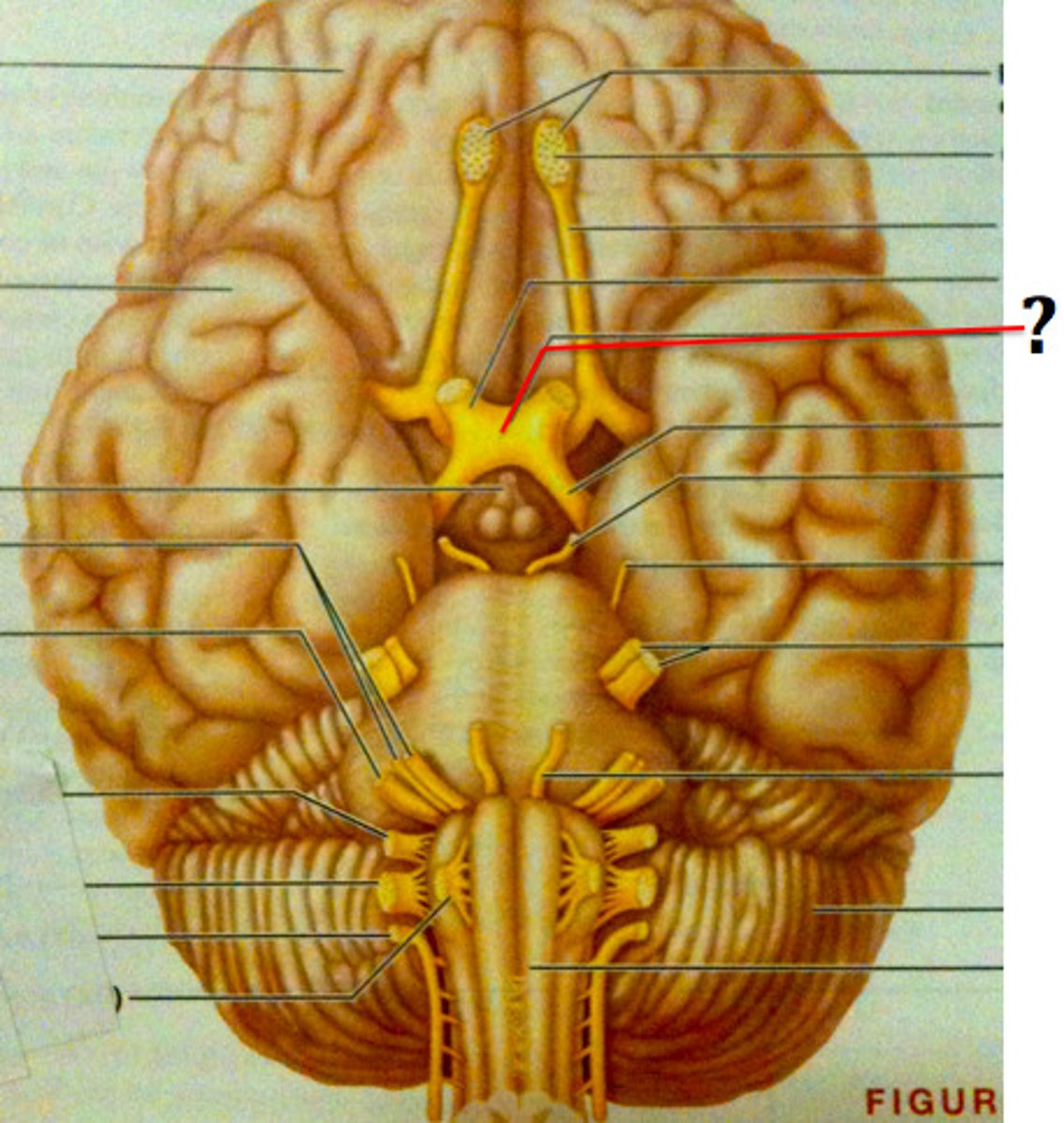 <p>the X-shaped structure formed at the point below the brain where the two optic nerves cross over each other</p>