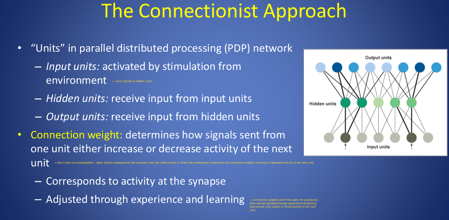 <p>Activation of units in a network depends on: </p><p>– 1. the signal that originates in the input units </p><p>– 2. the connection weights throughout the network, that determine how strongly a unit will be impacted by incoming activity. </p>
