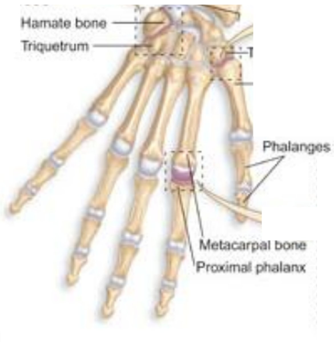 <p>Movement: biaxial: flex/extend + abduct/adduct; examples: MCP (knuckles), radiocarpal (wrist).</p>