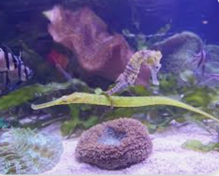 <p>seahorses and pipefishes</p>
