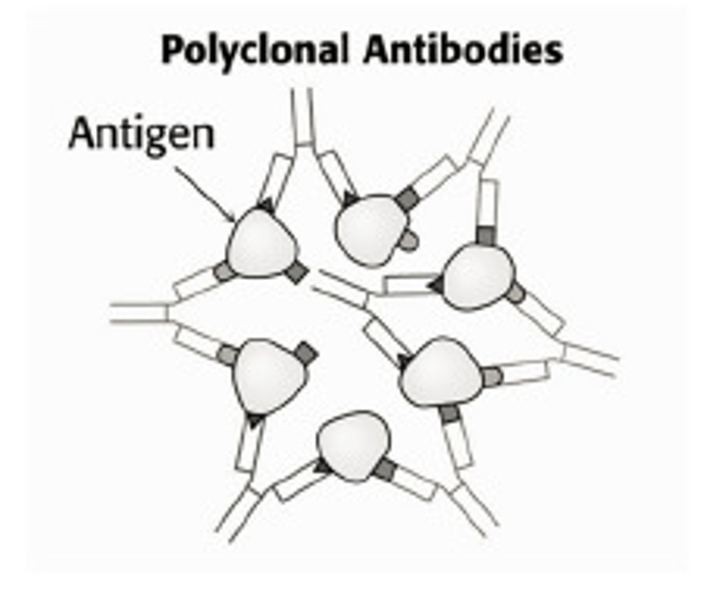 <p>The normal antibody response in the body meaning that several different B cells recognize different antigenic sites and undergo expansion</p>